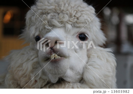 アルパカ 13603982