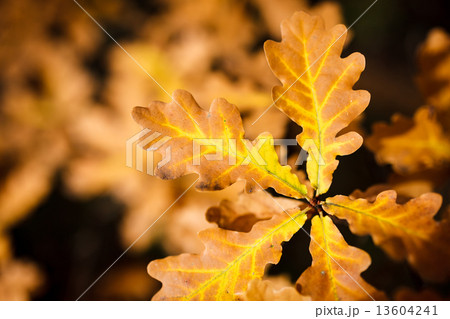 Autumnal leaves background Autumnal leaves background 13604241