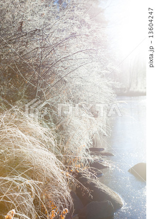 Frost hay in morning sunshine 13604247