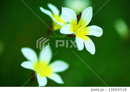 スイセンアヤメの花 スイセンアヤメの花 13604516