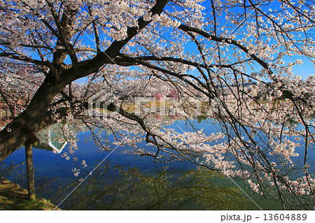 五百淵公園の桜 13604889