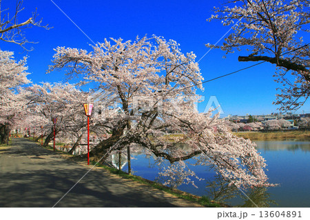 五百淵公園の桜 五百淵公園の桜 13604891