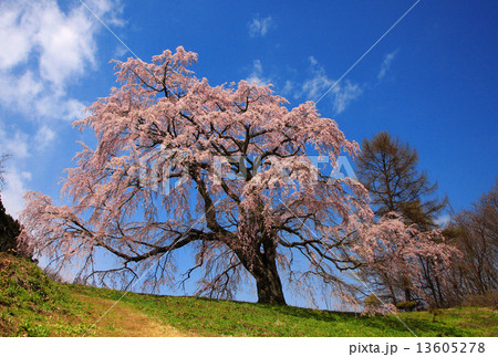 五斗蒔田桜 13605278