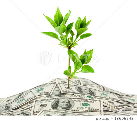 Money and plant Money and plant 13606248