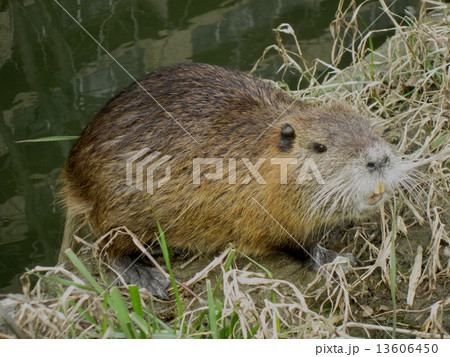 ヌートリア 13606450