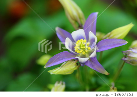 オダマキ 13607253