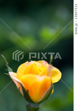 咲きかけの黄色の薔薇 13607313