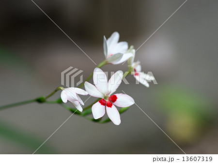 白い姫檜扇の花 白い姫檜扇の花 13607319