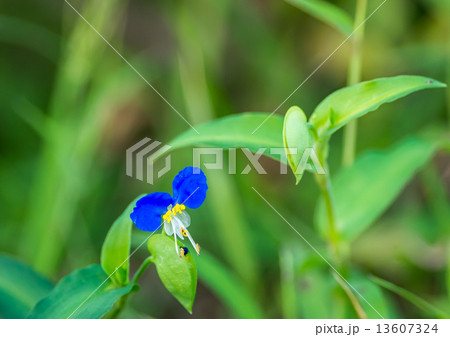 露草 13607324