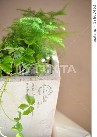 グリーンの寄せ植え 13607463