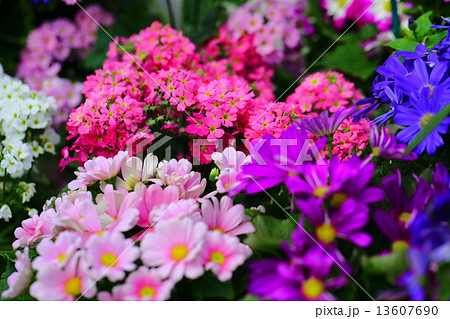 早春の花たち 13607690