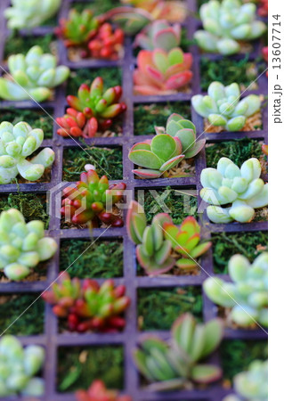 整然とした箱~多肉植物の杜 整然とした箱~多肉植物の杜 13607714