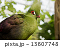 ギニアエボシドリ 13607748