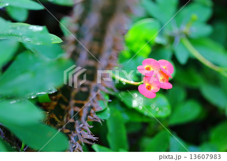 ハナキリン ハナキリン 13607983