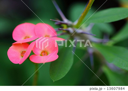 ハナキリン ハナキリン 13607984