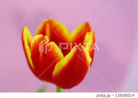 チューリップ 13608014