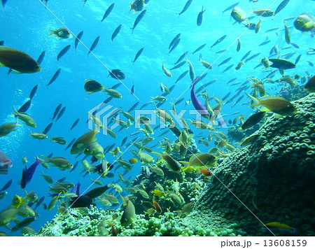 フィリピンの黄色い綺麗な熱帯魚の群れの写真素材
