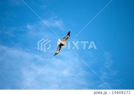 優雅に青空を飛ぶトンビ 13608171
