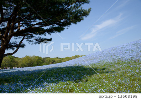 ネモフィラ・ひたち海浜公園 3 13608198