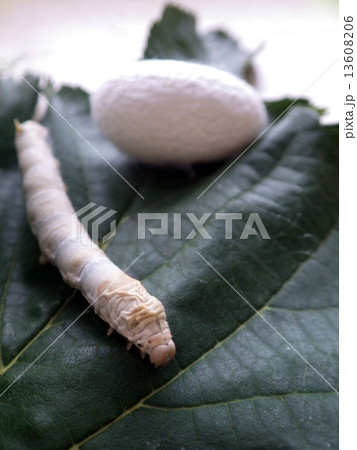 カイコと繭 13608206