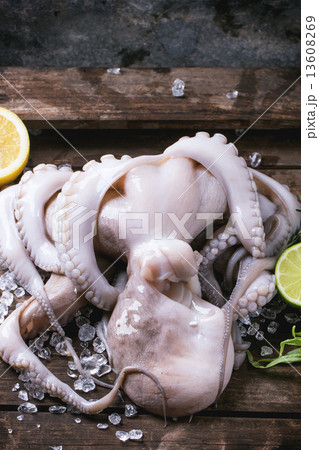 Octopus on ice Octopus on ice 13608269
