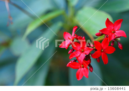 ヤトロファ・ハスタータ（提琴桜） 13608441