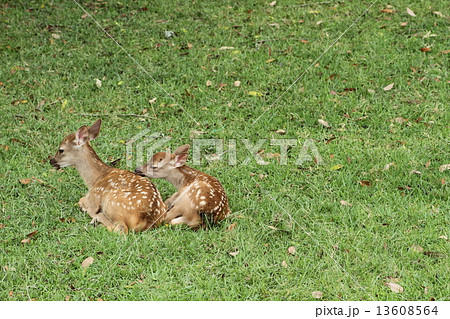 鹿の親子 13608564
