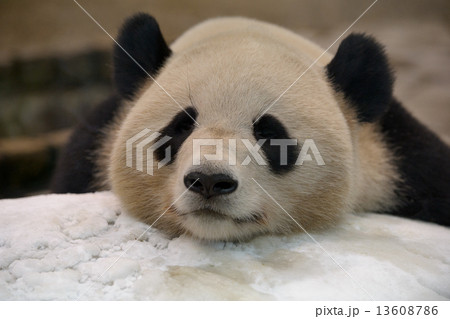 パンダ 1 13608786