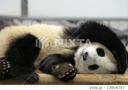 パンダ 2 13608787