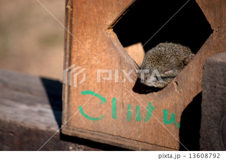 台湾リス リス 小動物の写真 13608792
