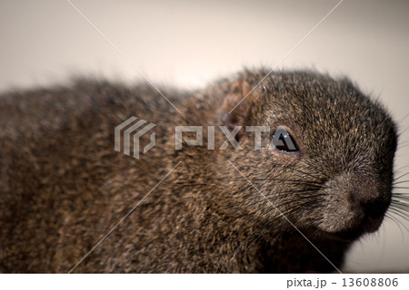 台湾リス リス 小動物の写真 13608806