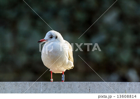 カラーリングを付けたユリカモメ 13608814