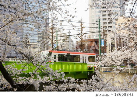 [東京都]桜と都電荒川線 13608843
