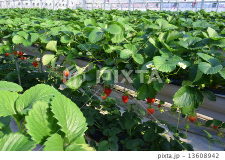 いちご狩り 13608942