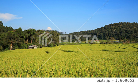 Green Terrace rice fields in Chaing Mai, 13609652