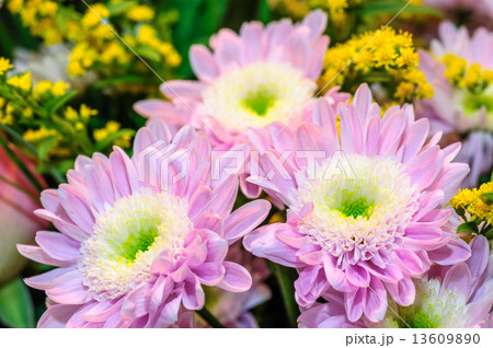 Bouquet of aster flowers 13609890