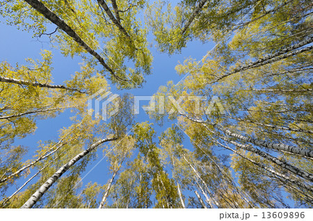 Looking up in birch forest 13609896