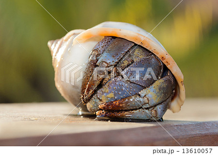 hermit crab in shell on a seaside hermit crab in shell on a seaside 13610057