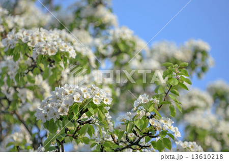 Blossoming apple tree 13610218