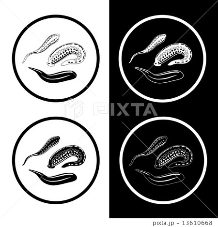 leech leech 13610668