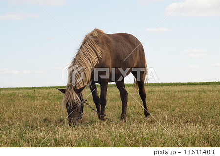 Horse on Pasture 13611403