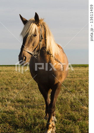 Horse on Pasture 13611409