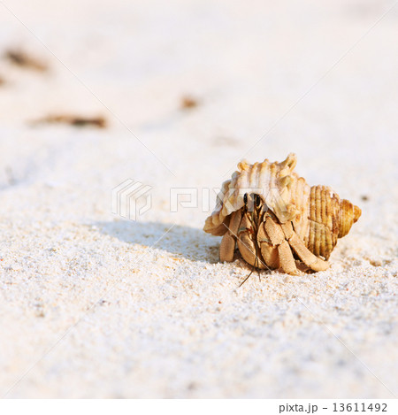 Hermit crab at beach 13611492