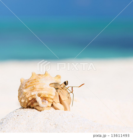 Hermit crab at beach Hermit crab at beach 13611493