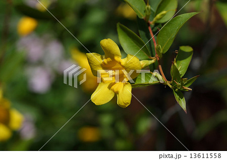 カロライナジャスミンの花 13611558