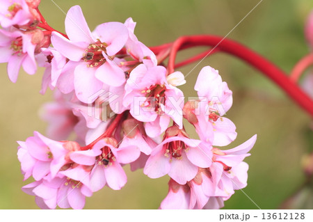 ヒマラヤユキノシタの花 ヒマラヤユキノシタの花 13612128