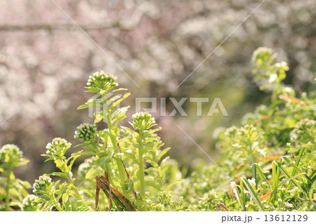 フキノトウの花 フキノトウの花 13612129