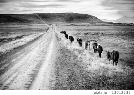 Icelandic ponies 13612235