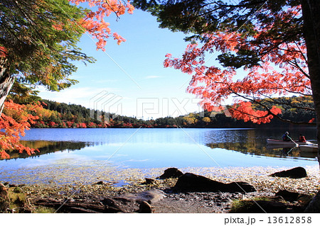 白駒池の紅葉 白駒池の紅葉 13612858