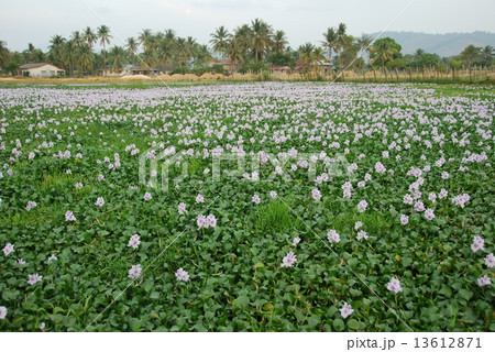 ホテイアオイの花畑･群生（ランカウイ島／マレーシア） 13612871